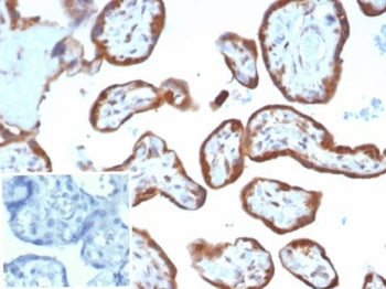 IHC staining of FFPE human placental tissue with VEGF antibody (clone VEGFA/7635R). Inset: PBS used 