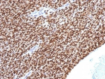 NKX2.2 Antibody