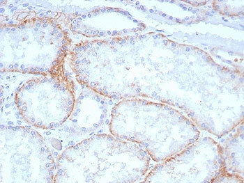 CD147 / Emmprin / Basigin Antibody