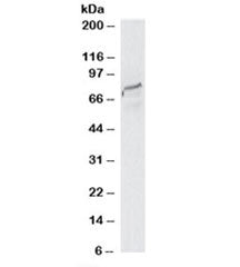 Western blot testing of HeLa lysate with SPG20 antibody at 2ug/ml. Predicted molecular weight: ~73kD