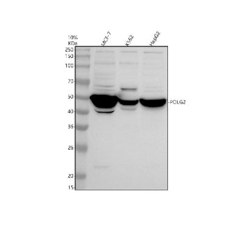 Western blot analysis of POLG2 using anti-POLG2 antibody. Electrophoresis was performed on a 10% SDS