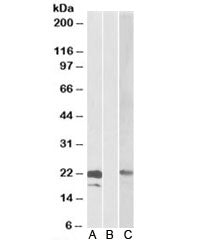 Cystatin 8 Antibody