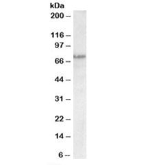 TP63 Antibody