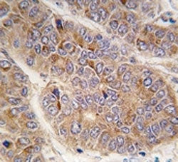 APOA2 Antibody (Apolipoprotein A-II)