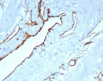 CD31 Antibody / PECAM-1