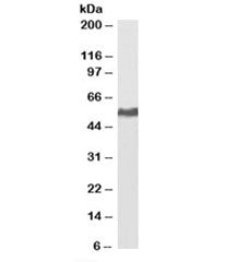 KPNA2 Antibody [Biotin Conjugte]