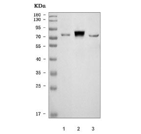 MX1 Antibody / MxA / Myxovirus resistance protein 1