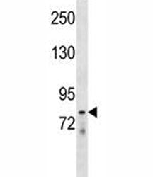 LOXL4 Antibody