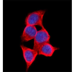 Immunofluorescent staining of FFPE human HepG2 cells with AKR1C1/2 antibody (green) and DAPI nuclear