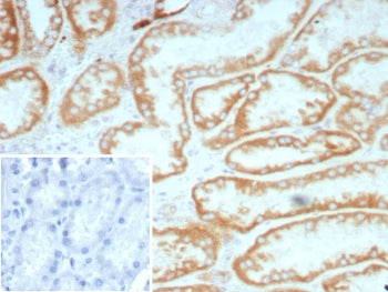 IHC staining of FFPE human kidney tissue with Biotin antibody (clone BTN/8672R). HIER: boil tissue s