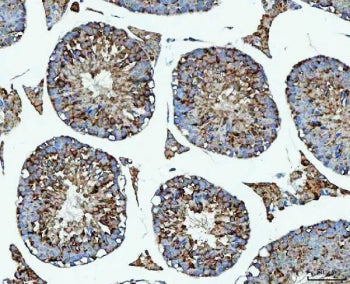 IHC staining of FFPE mouse testis tissue with PRMT7 antibody. HIER: boil tissue sections in pH8 EDTA