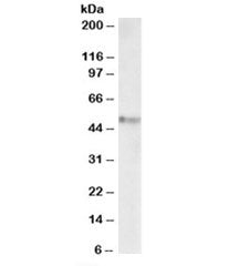 Western blot testing of mouse fetal brain lysate with Stap2 antibody at 1ug/ml. Predicted molecular 