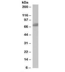 Western blot testing of human brain lysate with SH3BP1 antibody at 1ug/ml. Predicted molecular weigh