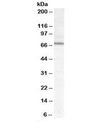 Western blot testing of mouse NIH3T3 cell lysate with DACH2 antibody at 0.03ug/ml. Predicted/observe