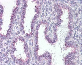 IHC testing of FFPE human uterus tissue with RER1 antibody at 3.75ug/ml. Required HIER: steamed anti
