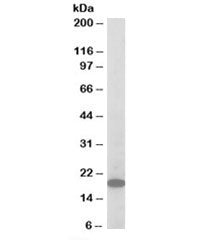 ARPC3 Antibody