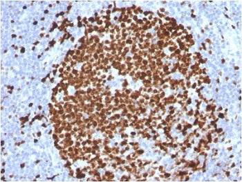 IHC testing of FFPE human tonsil stained with Ki-67 antibody (MKI67/2465). Required HIER: boiling ti