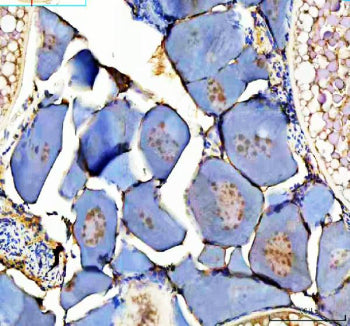 Immunohistochemical analysis of Zebrafish Dmrt1 protein using Zebrafish Dmrt1 antibody and zebrafish