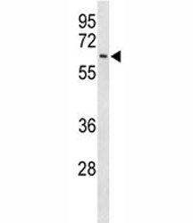 EIF2A Antibody