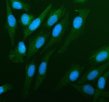 Immunofluorescent staining of PDLIM4 using anti-PDLIM4 antibody (green). PDLIM4 was detected in an i