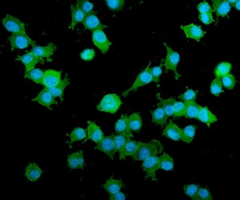 Immunofluorescent staining of FFPE mouse HEPA1-6 cells with AKAP12 antibody (green) and DAPI nuclear