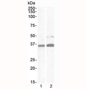 PAX8 Antibody