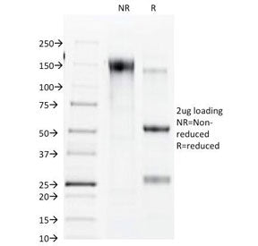 Connexin 32 Antibody / GJB1