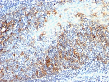 Cdc20 Antibody