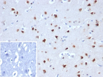 NeuN Antibody / Fox3 / Rbfox3