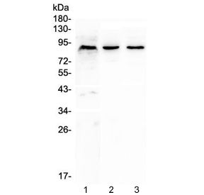 Western blot testing of 1) human K562, 2) rat brain and 3) mouse brain lysate with CUL2 antibody at 
