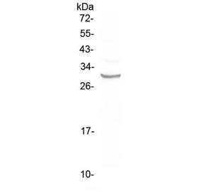 Western blot testing of human A375 cell lysate with FRA1 antibody at 0.5ug/ml. Predicted molecular w