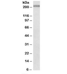 Dennd4c Antibody