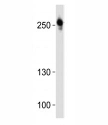ROS1 Antibody