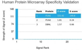 ITLN1 Antibody / Intelectin 1 / Omentin