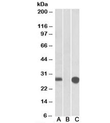 Western blot of HEK293 lysate overexpressing human MID1IP1-MYC probed with MID1IP1 antibody [1ug/ml]