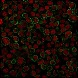 Immunofluorescent staining of PFA-fixed human Raji cells with CD45RA antibody (clone 111-1C5, green)
