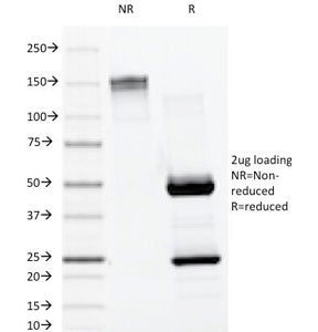 SDS-PAGE Analysis of Purified, BSA-Free Lambda Antibody (clone LAM03). Confirmation of Integrity and