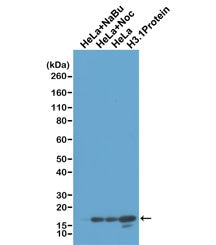 Western blot test of acid extracts of HeLa cells treated with sodium butyrate (HeLa+NaBu), treated a