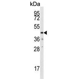 Western blot testing of mouse heart tissue lysate with Dual specificity protein phosphatase 10 antib