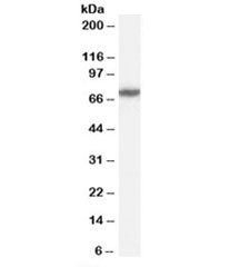 Western blot testing of HeLa cell lysate with FANCG antibody at 0.5ug/ml. Predicted molecular weight
