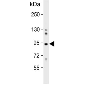 COG4 Antibody