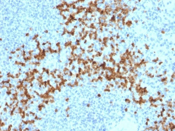 IHC staining of FFPE human spleen with Matrix metalloproteinase 9 antibody (clone 2C3). HIER: boil t