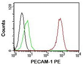 CD31 Antibody / PECAM-1