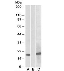 HOXA1 Antibody