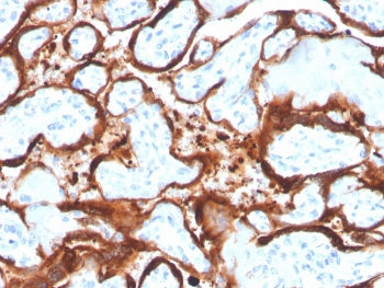 Aromatase Antibody / CYP19A1