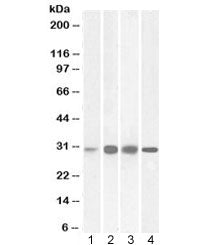 Western blot testing of 1) human, 2) mouse, 3) rat, and 4) pig liver lysate with Ketohexokinase anti