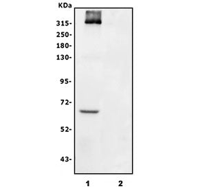 Western blot testing of human 1) A375 and 2) MCF7 cell lysate with CSPG4 antibody. Predicted molecul