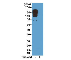 Western blot of nonreduced(-) and reduced(+) mouse IgG2c, using 0.5ug/mL of the recombinant Mouse Ig