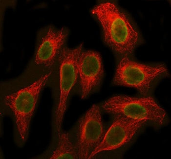 SBDS Antibody / Shwachman-Bodian-Diamond syndrome protein