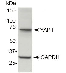 Western blot testing of MDCK lysate with YAP1 antibody at 0.5ug/ml. Predicted molecular weight: 54 k